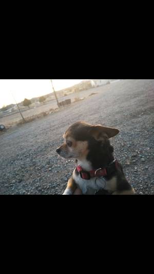 Safe Chihuahua in Santa Fe, NM