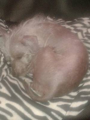 Safe Chinese Crested in Saint Petersburg, FL
