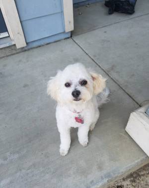 Safe Poodle in Tracy, CA