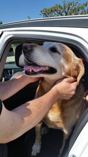Safe Labrador Retriever in Granada Hills, CA