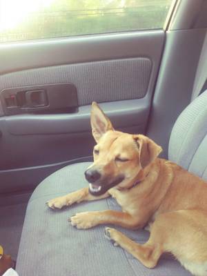 Safe Mutt in Pearland, TX