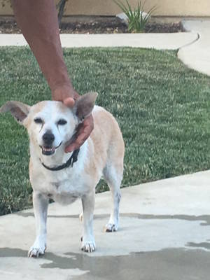 Safe Chihuahua in Wildomar, CA