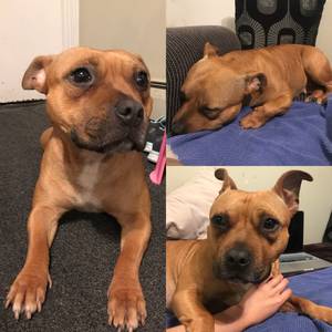 Safe Staffordshire Bull Terrier in Brooklyn, NY