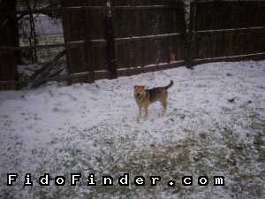 Safe Mutt in Fort Worth, TX US