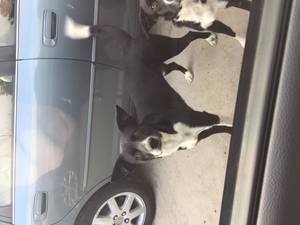 Safe Border Collie in Vacaville, CA