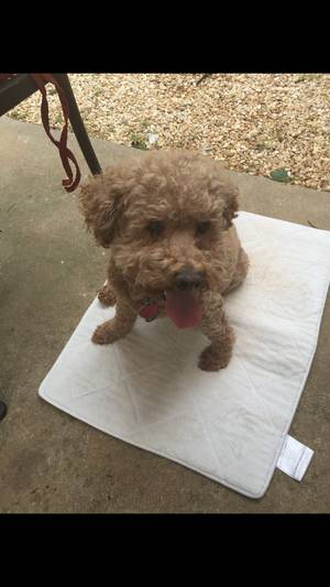 Safe Bichon Frise in Mooresville, NC