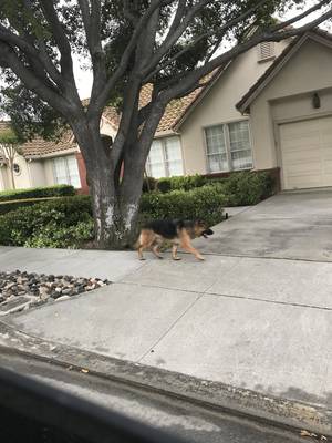 Safe German Shepherd Dog in San Jose, CA