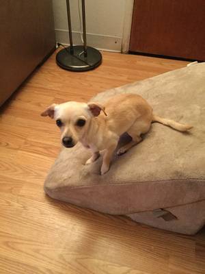 Safe Chihuahua in San Leandro, CA