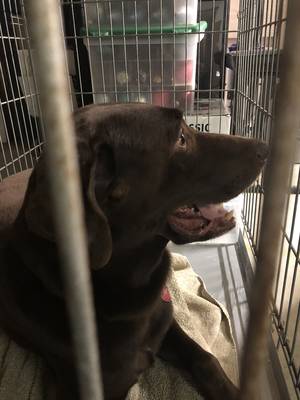 Safe Labrador Retriever in Brea, CA