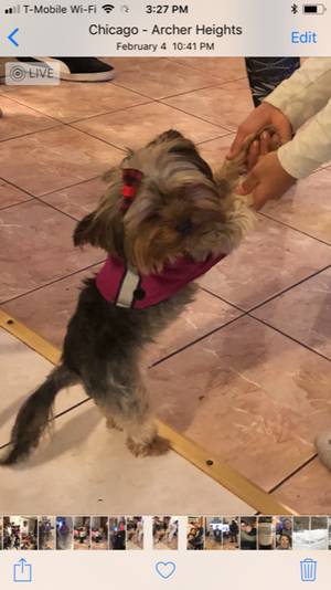 Safe Yorkshire Terrier in Tampa, FL