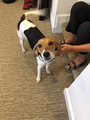 Safe Beagle in Chantilly, VA
