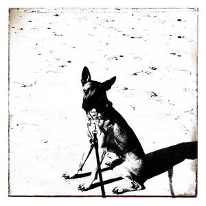 Safe Dog in Escondido, CA
