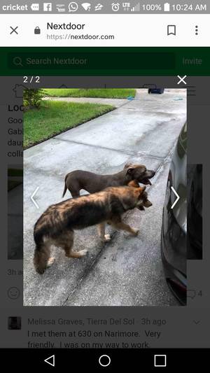 Safe Dog in Land O Lakes, FL
