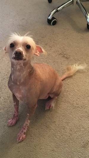 Safe Chinese Crested in Philadelphia, PA