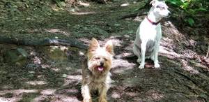 Safe Yorkshire Terrier in Great Barrington, MA