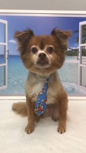 Safe Chihuahua in Opa Locka, FL