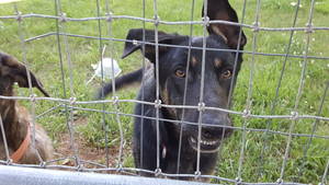 Safe German Shepherd Dog in Bernalillo, NM