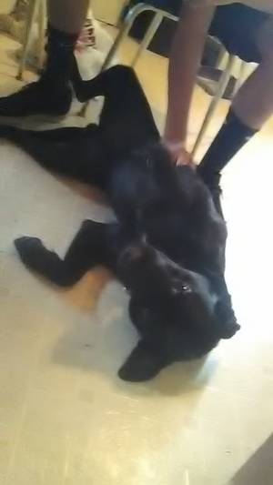 Safe Labrador Retriever in Belle Vernon, PA