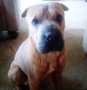 Safe Chinese SharPei in Conyers, GA