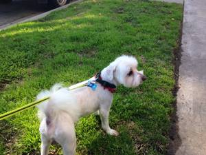 Safe Maltese in North Hollywood, CA