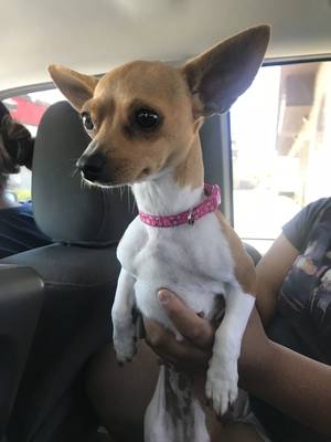 Safe Chihuahua in Lancaster, CA