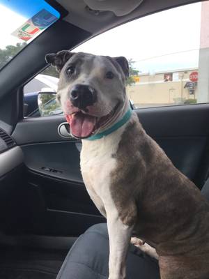 Safe American Staffordshire Terrier in Holiday, FL