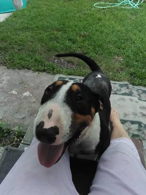 Safe Bull Terrier in Tampa, FL