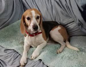 Safe Beagle in Ft Mitchell, KY