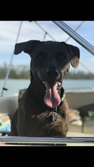 Safe Labrador Retriever in Naples, FL