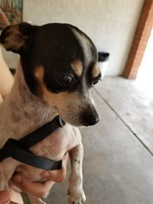 Safe Chihuahua in Reseda, CA