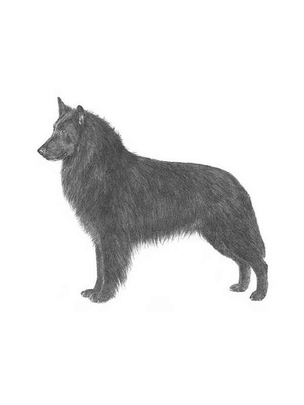 Safe Belgian Sheepdog in Patchogue, NY