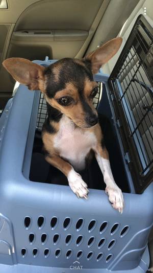Safe Chihuahua in West Palm Beach, FL