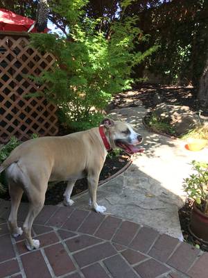 Safe Pit Bull in Citrus Heights, CA