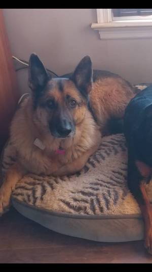Safe German Shepherd Dog in Maidens, VA