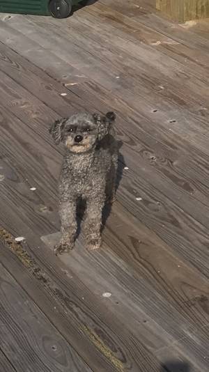 Safe Poodle in Port Bolivar, TX