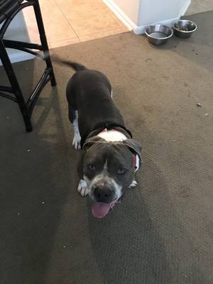 Safe Pit Bull in Humble, TX