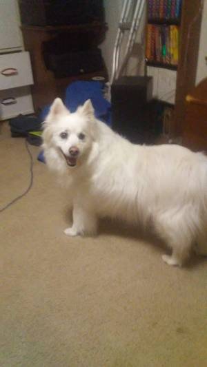 Safe German Spitz in Manchester, PA