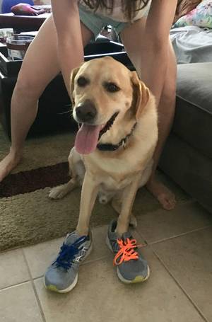 Safe Labrador Retriever in Odessa, FL