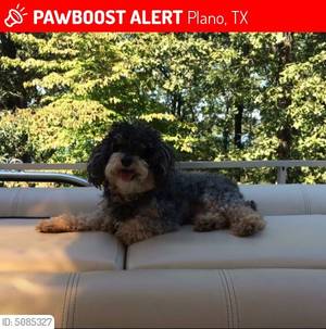 Safe Poodle in Plano, TX