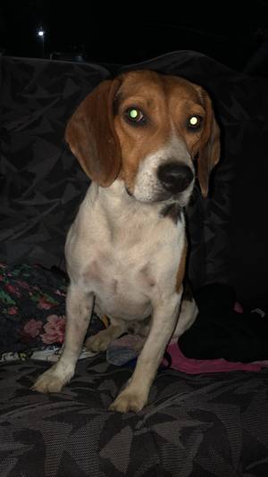 Safe Beagle in Burlington, KY