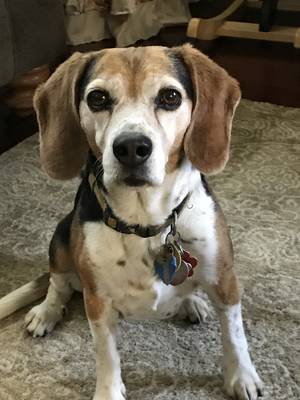Safe Beagle in Vallejo, CA