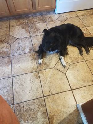 Safe Border Collie in Meridian, ID