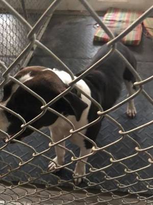 Safe Pit Bull in Russell Springs, KY