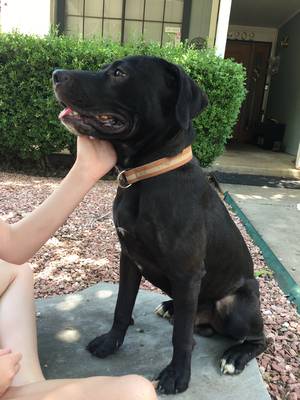 Safe Labrador Retriever in Tulsa, OK