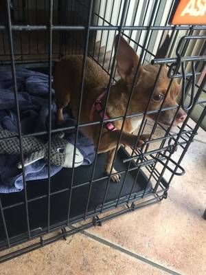 Safe Chihuahua in Miami, FL