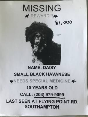 Safe Havanese in Southampton, NY