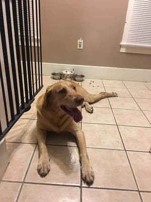 Safe Labrador Retriever in Clearwater, FL