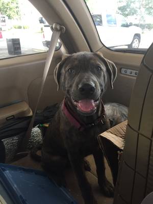 Safe Labrador Retriever in Lutz, FL