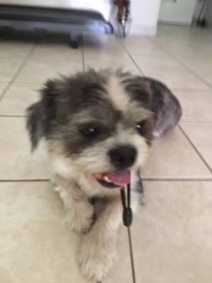 Safe Lhasa Apso in Montgomery, TX