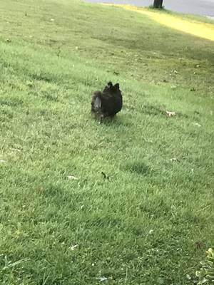 Safe Pomeranian in Suffolk, VA